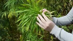 Hemp plant Stock Footage