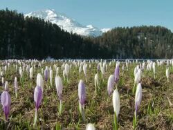 crocuses opening Stock Footage