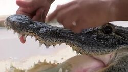 VOICED : Alligator wrestlers struggle to keep Florida tradition alive News Clip