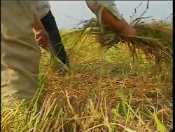 Rice farmers angry over cheap foreign imports News Clip
