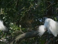 Sights and Sounds of a Rookery Stock Footage