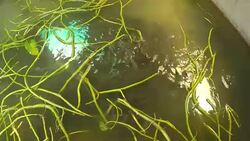 More fish in pool Stock Footage