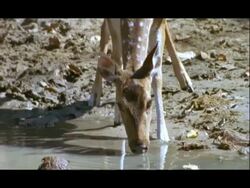 CU Chital deer drinking from waterhole, India Stock Footage