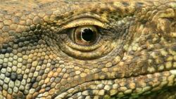 Land Monitor (Varanus bengalensis), Extreme closeup on eye Stock Footage