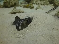 Sting Ray Stock Footage