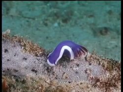 MS Sea Slug, H. bullocki, on reef, Mabul, Borneo, Malaysia Stock Footage