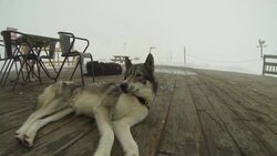 A husky dog laying out on porch while it snows. Stock Footage