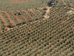 aerial view of rows of olive trees in an olive plantation Stock Footage