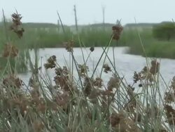 Fisherman's Wife Frets About Industry's Future Stock Footage