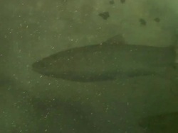 Living fish in the water Stock Footage