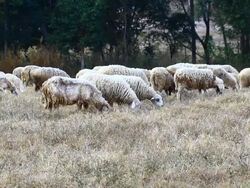 Sheeps in dry grass field Stock Footage