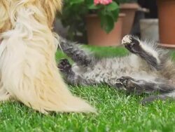 HD SUPER SLOW-MO: Kitten Playing With Dog's Tail Stock Footage