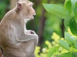 Monkey family. Stock Footage
