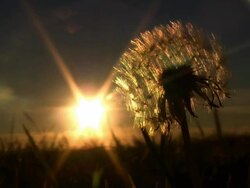 MAKE A WISH (HD) Stock Footage