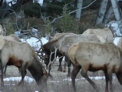 CU PAN Shot of two bull elk fighting amongst large herd of massive bull elk / Estes Park, Colorado, United States Stock Footage