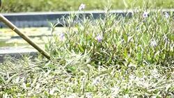 Gardener cutting grass Super Slow Stock Footage