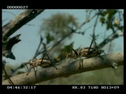 MCU 2 x Ground crickets walking along branch Stock Footage
