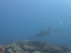Manta Ray Stock Footage