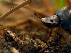 A beetle crawls around a stick. Stock Footage