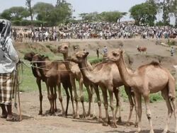 Man with group of camels at camel fair Stock Footage