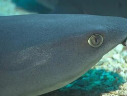 White Tip sharks, Costa Rica, Pacific Ocean  Stock Footage