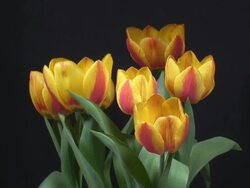 Blooming tulips Stock Footage