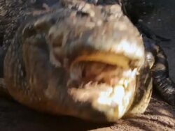 MS View of Crocodile eating bait / Northern Territory, Australia Stock Footage