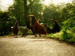 Curious chicken Stock Footage