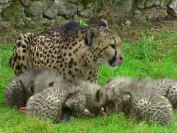 WS Adult Cheetah and four cubs eating large piece of meat / Safari de Peaugres, France Stock Footage
