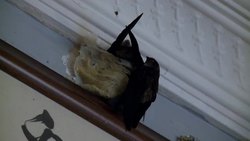 BIRDS' NEST SOUP A POPULAR LOCAL DELICACY News Clip