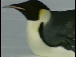 CU Emperor Penguin, Aptenodytes forsteri, sliding across ice on belly, Antarctica Stock Footage