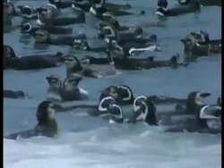 MS Magellanic penguins floating on water, Antarctica Stock Footage