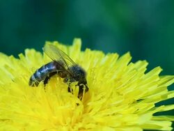 Honey bee on dandelion Stock Footage