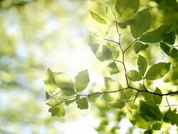 Tree leaves Stock Footage