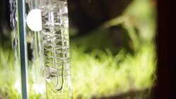 oxygen bubbles in fish tank Stock Footage