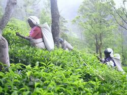 Tea pickers picking Ceylon Tea in a tea plantation in the Sri Lanka Central Highlands aka Tea Country, Sri Lanka, Asia  Stock Footage