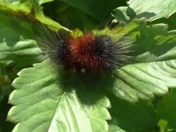 Caterpillar Stock Footage