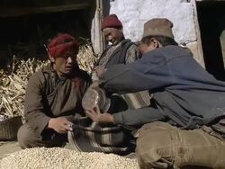 WS Local villager measuring out grain for trading / Hurikot village, Low Himalayas, Dolpo, Nepal    Stock Footage
