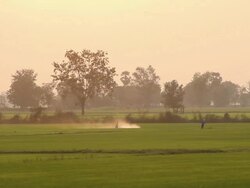 Farmer spraying pesticide on rice field. Stock Footage
