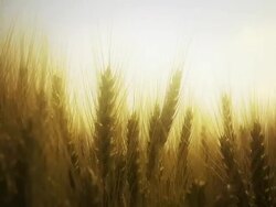 Dreamy wheat field in the morning, diffusion sunlight Stock Footage