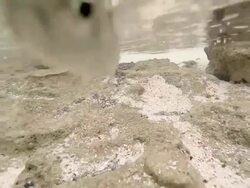 Fish swimming Stock Footage