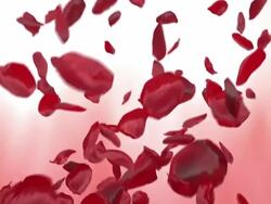 Red Rose Petals (Loopable) Stock Footage
