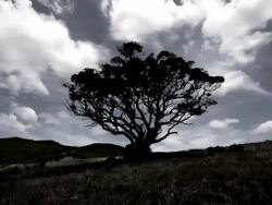 Time lapse of clouds passing and casting shadows over pohutukawa tree in field / New Zealand Stock Footage