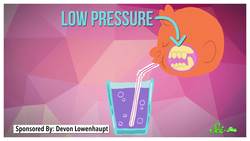 How Do Cats and Dogs Drink Water? Instructional Video