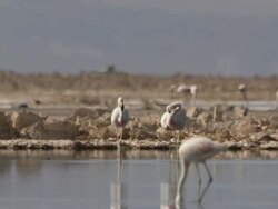 MS Shot of Chilean Flamingo, Phoenicopterus chilensis feeding and Andean Flamingo, Phoenicoparrus andinus walking in high altitude salt lake / San Pedro de Atacama, Norte Grande, Chile Stock Footage