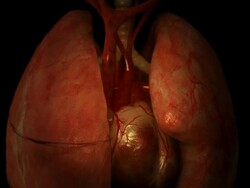 Close Up push-in - Parasites travel through a spinal column behind a heart and lungs in a computer-generated animation. Stock Footage