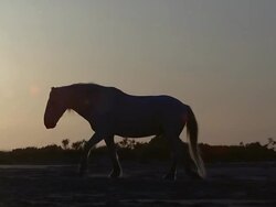 MS Silhouette of Camargue Horse at Sunrise / Saintes Marie de la Mer, Camargue, France Stock Footage