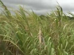Sugar Cane Field, Moving Tracking Shot Stock Footage
