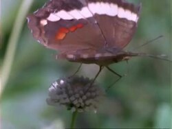 Butterfly, CU brown butterfly feeds on white flower, flaps wings, Panama, Central America, Stock Footage