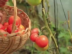 Farmer picking vegetables Stock Footage